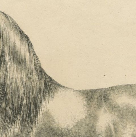 Antique Print of an Arabic Horse Named Gentile, close-up 1