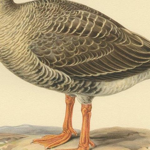 Antique Bird Print of the Lesser White-Fronted Goose by Von Wright, 1929, close-up 2