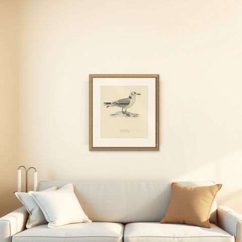Old Bird Print of Gull Named the Black-Legged Kittiwake, 1929, shown framed on a wall