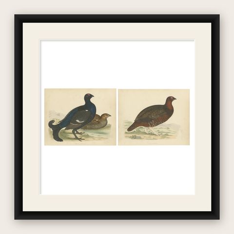 Set of 2 Antique Prints of a Black Grouse and Red Grouse, shown framed