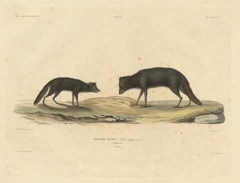 Rare Hand-Colored Engraving of An Artic Fox in Summer Coat, 1842, close-up 1