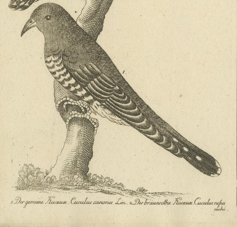 Antique Engraving of Cuckoo & Little Owl, Cuculus canorus & Strix passerina 1800, close-up 3
