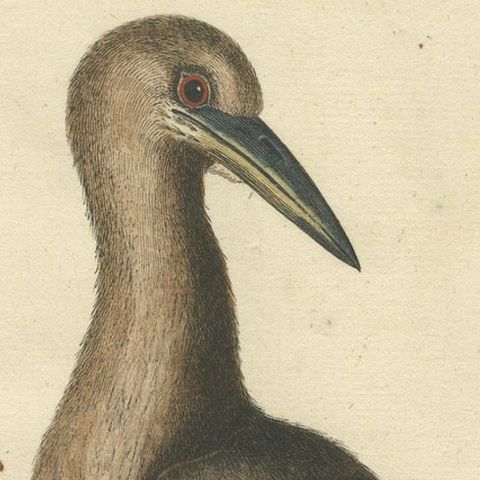 18th Century Hand-Colored Engraving of the American Bittern by Seligmann, close-up 5
