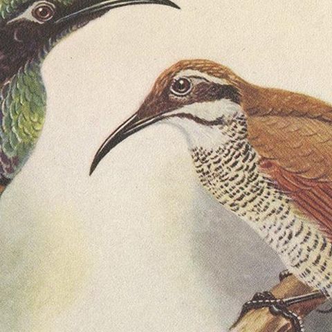 Antique Print of the Magnificent Rifle Bird & the Twelve-Wired Bird of Paradise, close-up 1