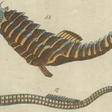 Set of 3 Antique Fish Prints - Short Dragonfish - Pipefish - Seahorse, close-up 2