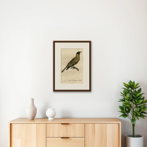 Original Handcolored Print of a Male Oriole, 1802, shown framed on a wall