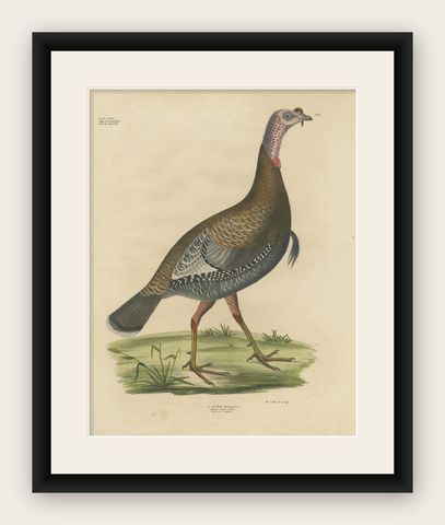Gatt Meleagris Antique Lithograph Print of Wild Turkey, Circa 1824, shown framed