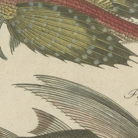 Flying Fish with a Flying Gurnard, Antique Bertuch Print, circa 1805, close-up 6