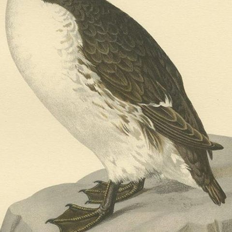 Antique Bird Print of the Common Troille by Von Wright, 1929, close-up 2
