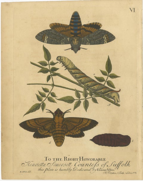 Early English Moths, Death’s-Head Hawk, Elephant Hawk, Albin 1720, view 3