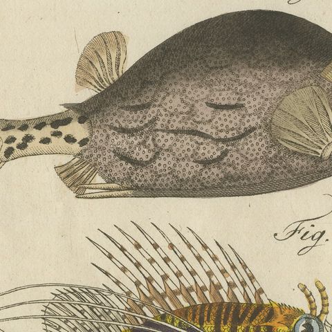 Lionfish, Chimaera, Scorpionfish and Boxfish, Antique Bertuch Print, circa 1805, close-up 4
