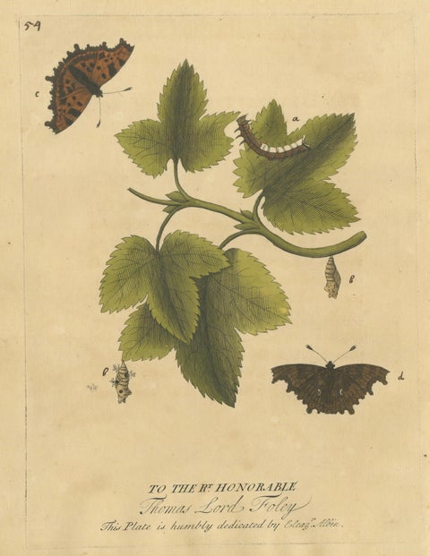 Butterfly Life Cycle on Leafy Branch, Albin Hand-Colored Engraving, 1720, close-up 1