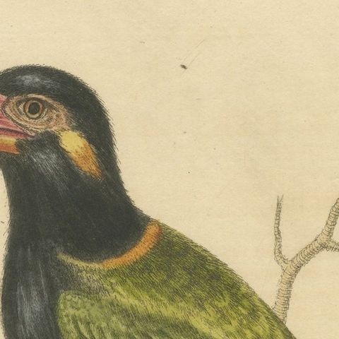 Antique Bird Print of the Green Toucan, close-up 1