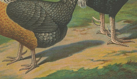 The Noble Dorking Chicken - A Rare 19th Century Poultry Lithograph, close-up 1