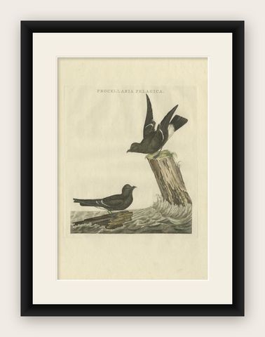 Antique Bird Print of the European Storm-Petrel by Sepp & Nozeman, 1797, shown framed