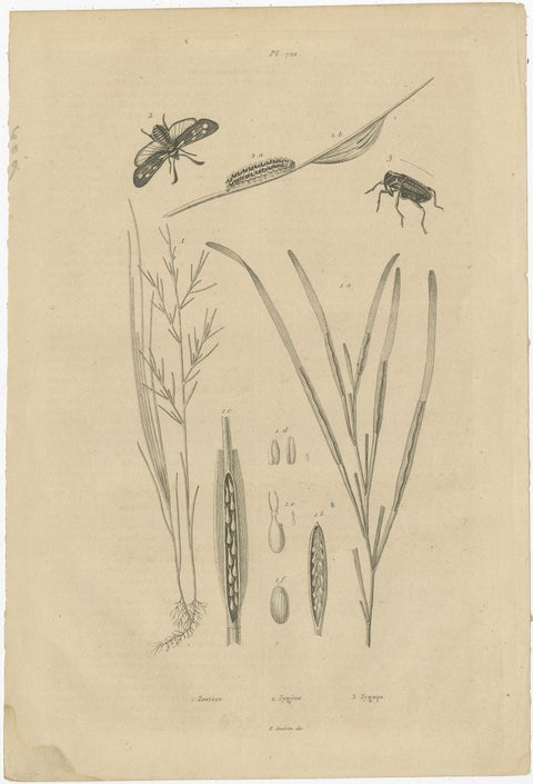 Set of 3 Antique Prints of Various Insects and Butterflies by Guerin, c.1835, view 4