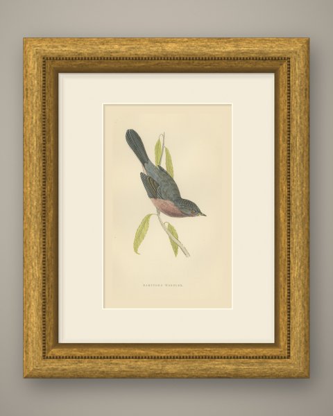 Dartford Warbler Clinging Head Down, Antique Hand Colored Print, Morris, 1896, shown framed