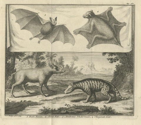 Rare Old Copper Engraved Print of a Flying Cat, a Pig, a Bat and Civet Cat, 1729, close-up 1