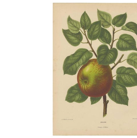 Antique Print of a Cellini Apple by G. Severeyns, 1876, view 3