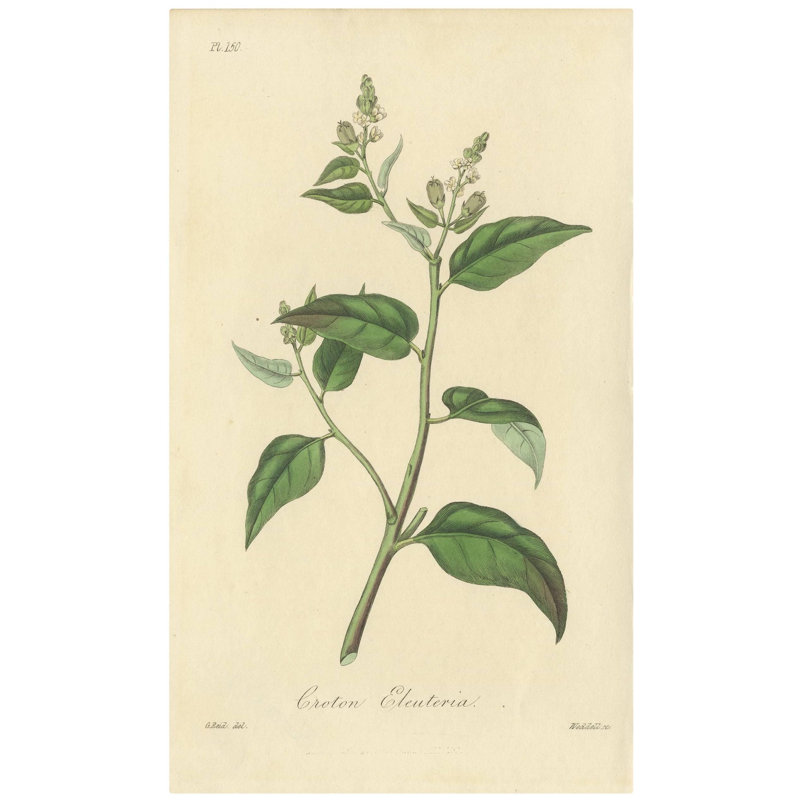 Antique Botanical Print of Cascarilla Tree, Handcolored, 1831