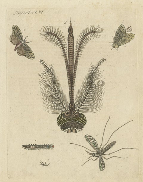 Antique Print of various Insects including the Nun Moth & Common House Mosquito, close-up 2