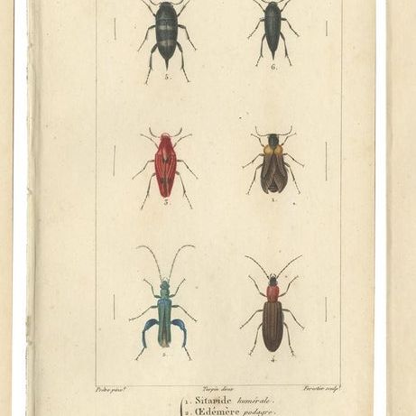 Set of 9 Antique Prints of Various Insects by Turpin, 1816, close-up 1