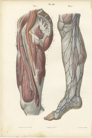Nerves of the Hip and Lower Limb, Antique Hirschfeld Anatomy Print, 1866, view 2
