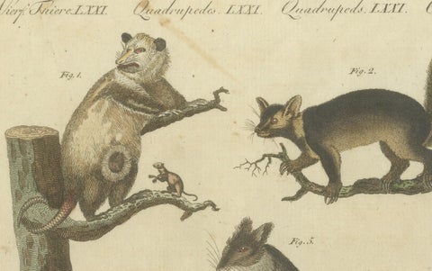 Hand-Colored 18th-Century Engraving of Exotic Quadrupeds from Natural History, close-up 2