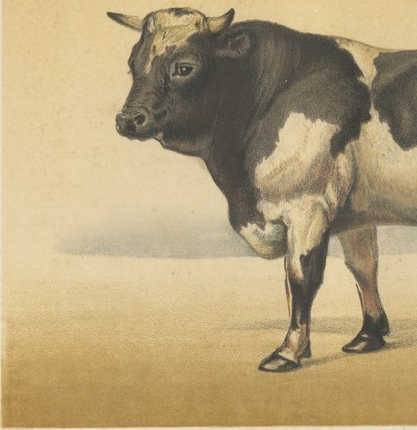 Dutch Bull, Black and White Cattle Chromolithograph by Olivier de Penne, 1863, close-up 2