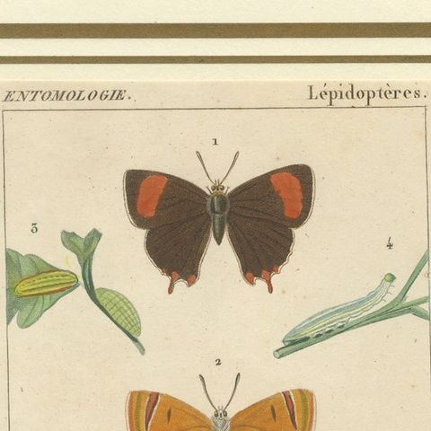 "Entomologie - Lepidoptera Study Plate" from Encyclopedic Collection, circa 1760, close-up 4