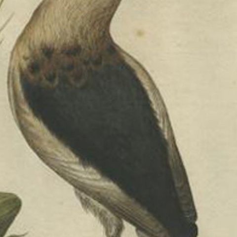 Antique Bird Print of Herons by Sepp & Nozeman, 1770, close-up 1