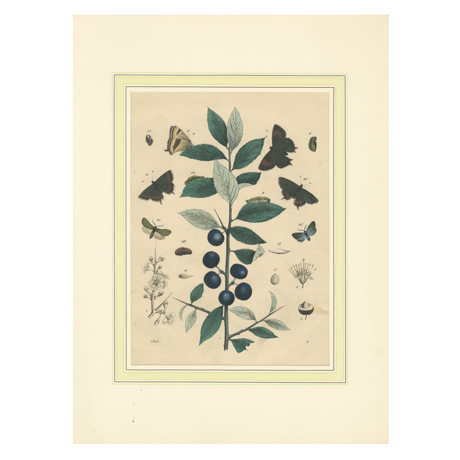 1848 Hand-Colored Lithograph of Butterflies, Caterpillars and Blackthorn Plant