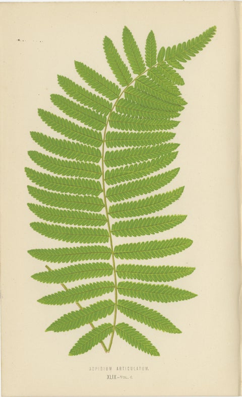 Antique Set of Botanical Fern Prints– Aspidium Articulatum & Aspidium Coadunatum, view 2