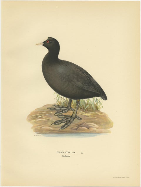 Original Antique Bird Print of the Eurasian Coot, 1929, view 3