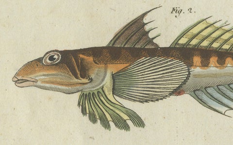 Vibrant 1805 Handcolored Engraving of Rare Fish Species from Bertuch's Work, close-up 1