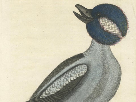 Hand-Colored Engraving of the Little Duck with a Purple Head by Seligmann, c1770, close-up 1