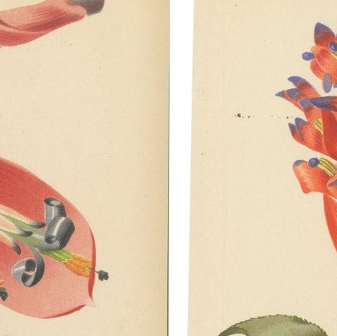 Stunning Bromeliads: Queen's Tears and Flaming Torch in Artful Display, c.1855, close-up 3