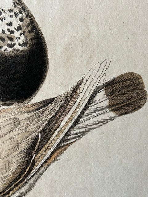 Tringa vanellus, Northern Lapwing (Kievit/Ljip) by Nozeman & Sepp, 1809, view 8