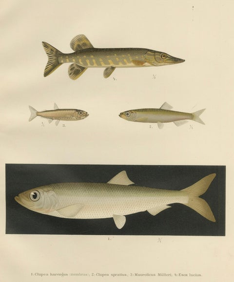 Scandinavian Fish Lithograph: Herring, Sprat, Müller’s Pearlside and Pike, 1895, close-up 6