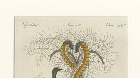 Antique Lyrebird & Tailorbird Engraving, Bertuch, 1796, close-up 4