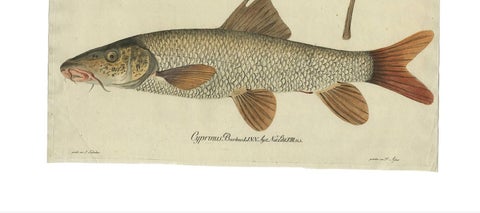 Antique Fish Print 'Cyprinus Barbus' or Common Barbel, 1785, view 2