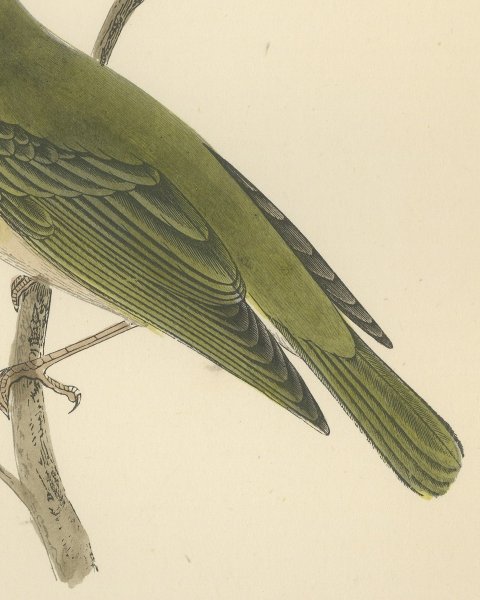 Wood Warbler in Yellow and Green, Hand Colored Morris Bird Plate, 1896, close-up 2
