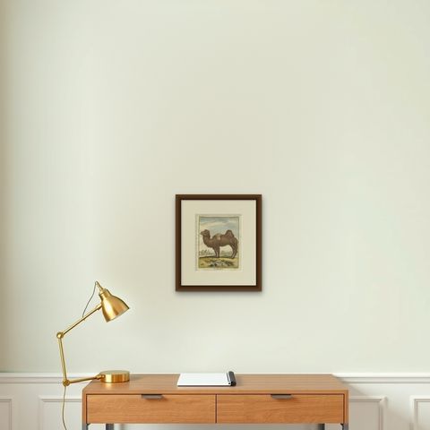 Antique Bactrian Camel Engraving, Buffon Hand-Coloured Print Amsterdam 1769, shown framed on a wall