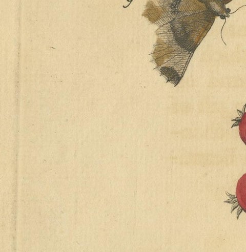 English Moths on Rowan & Hawthorn, Hand-Colored Insect Engraving, Albin 1720, view 9