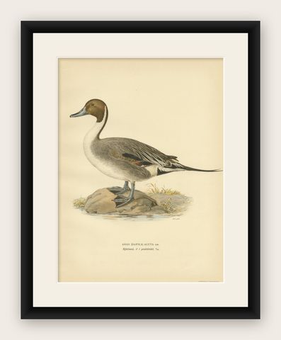 Antique Bird Print of the Northern Pintail by Von Wright '1929', shown framed