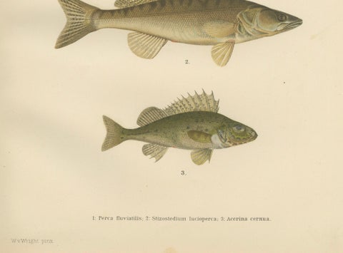 Perch, Pike-Perch, and Ruffe - Majestic Scandinavian Fish Lithograph, 1895, close-up 1