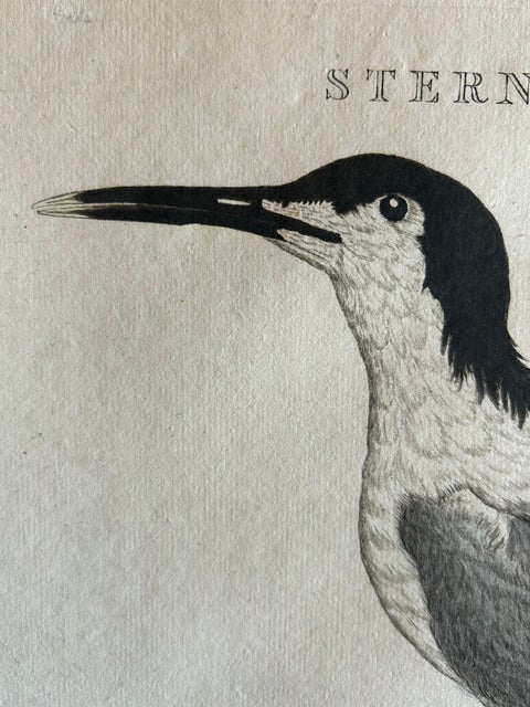 Sandwich Tern, Sterna Cantiaca, Antique Hand-Coloured Bird Print, c.1829, view 3