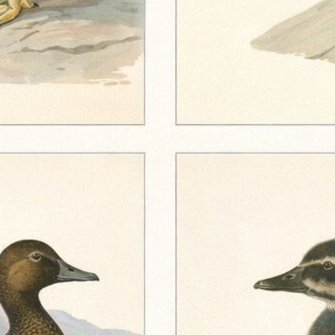 Antique Eider Duck Lithographs Set of 4, Somateria mollissima, Sweden 1929, close-up 2