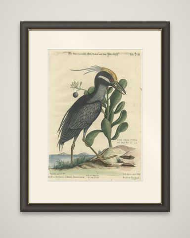 Hand-Colored Engraving of the American Crested Bittern by Seligmann, ca.1770, shown framed