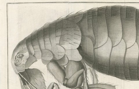 Large Folding Engraving of a Flea Seen Under the Microscope by Diderot, ca.1770, close-up 1